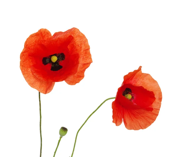 Roter Mohn — Stockfoto