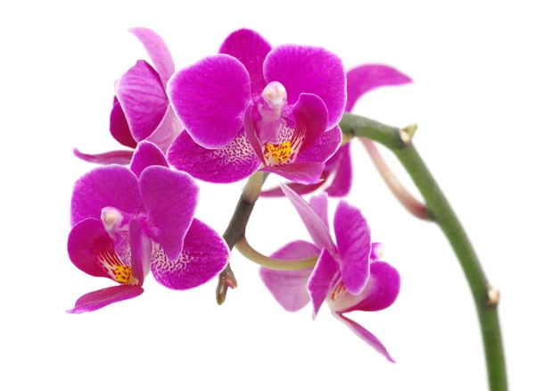 stock image Pink orchid