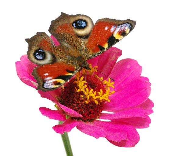 Butterfly en flower — Stockfoto