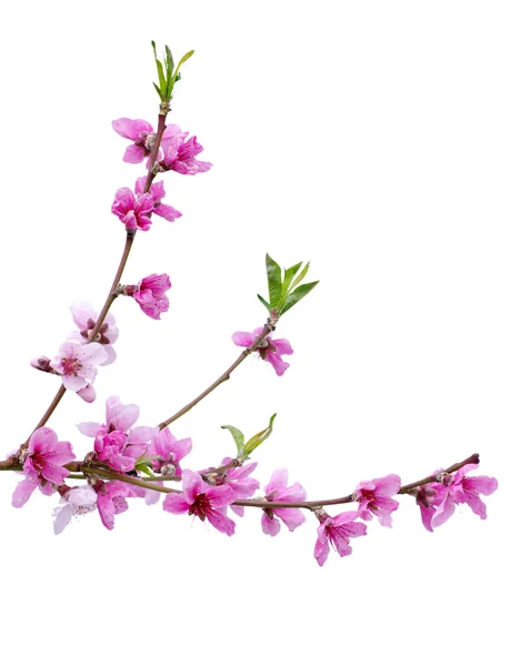 stock image Pink blossoms