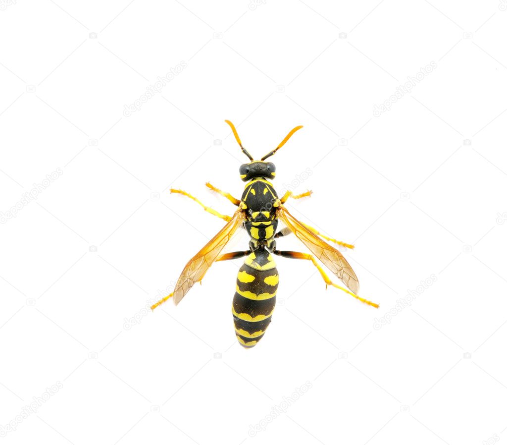 Wasp on white