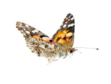 Butterfly on white clipart