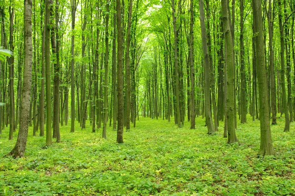 Bomen in een groen bos — Stockfoto