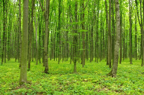 Trees in a green forest — Stock Photo, Image
