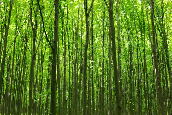 stock image Forest spring