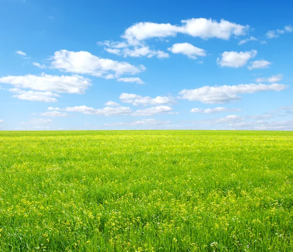 Зелена трава і небо — стокове фото