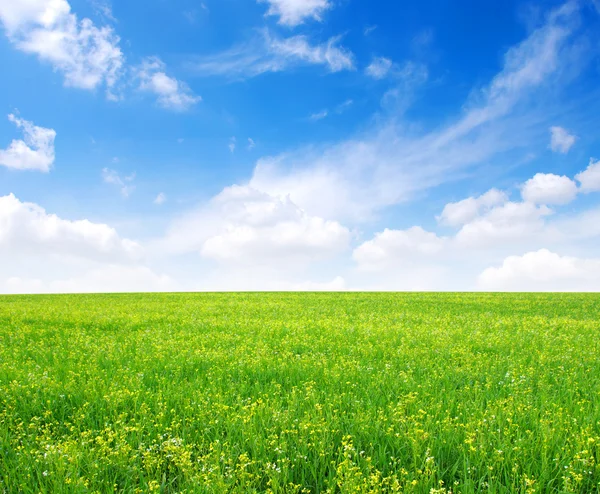 Grönt gräs och himmel — Stockfoto