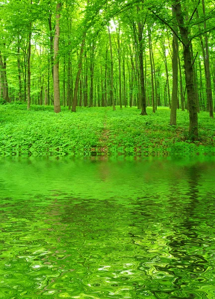 stock image Green fores