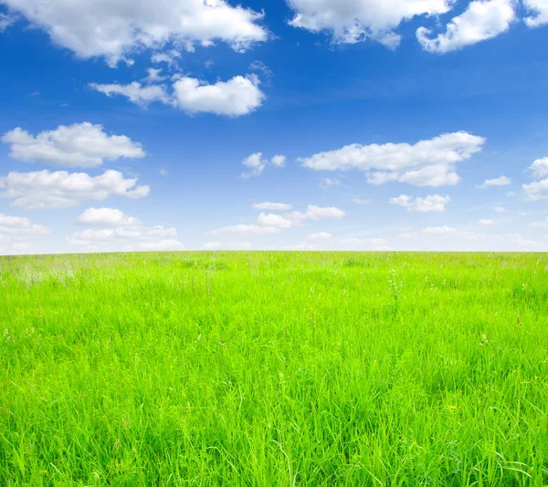 緑の草の畑 — ストック写真