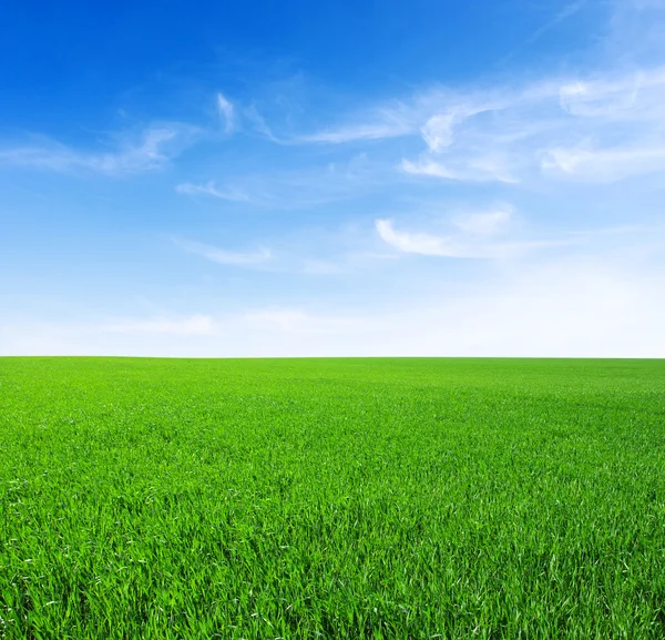 Поле зеленой травы — стоковое фото