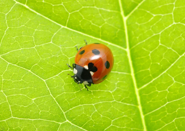 Ladybug — Fotografie, imagine de stoc