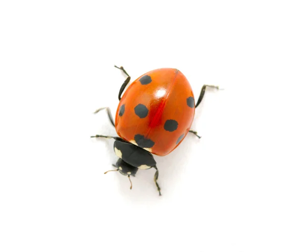 Red ladybug — Stock Photo, Image