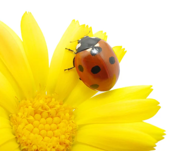 Ladybug — Stock Photo, Image