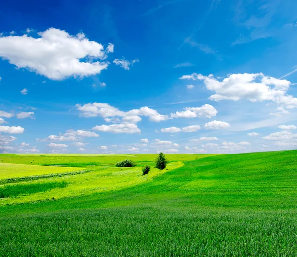 stock image Field and sky