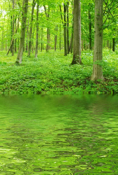 stock image Green forest