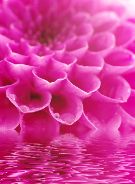 Abstract petals — Stock Photo, Image