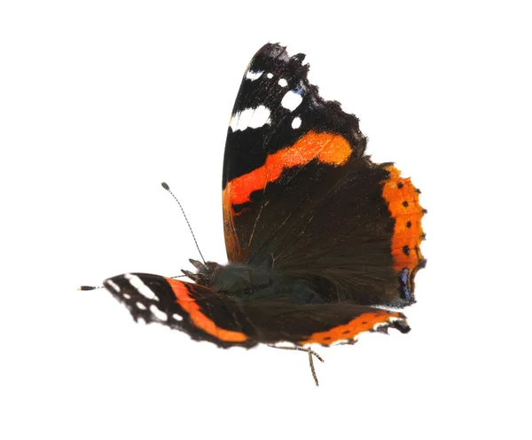 Motýl na bílém — Stock fotografie