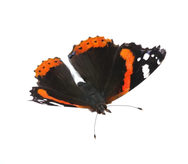 Бабочка на белом — стоковое фото