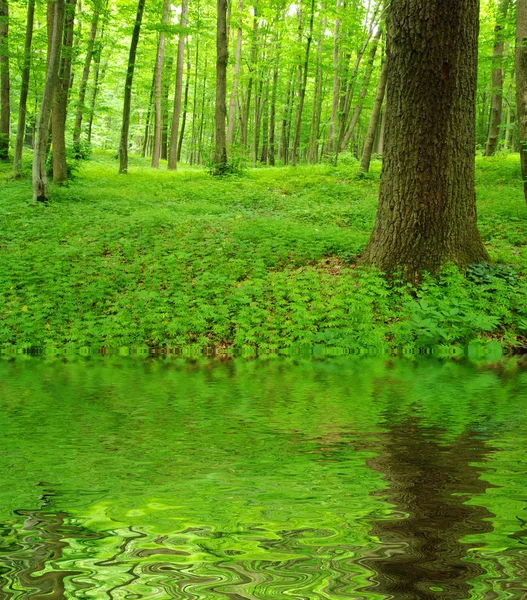 stock image Green forest