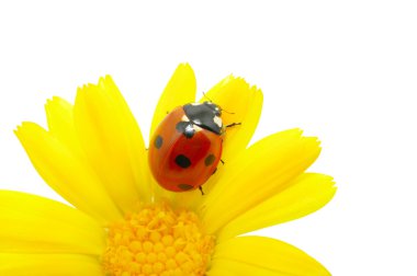 Ladybird clipart