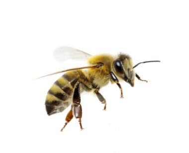 Bee on the white clipart