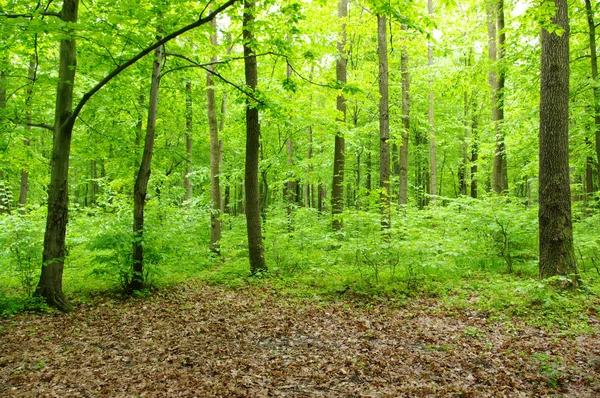 stock image Green forest