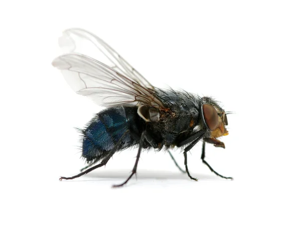 stock image Fly on a white