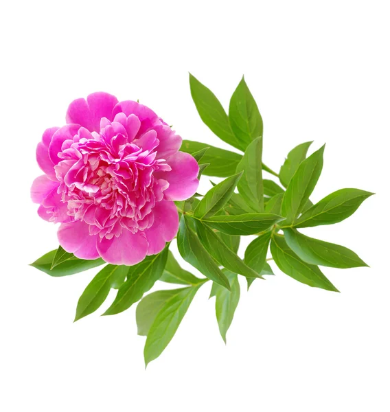 ピンク牡丹の花 — ストック写真