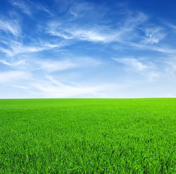 Hierba verde y cielo —  Fotos de Stock