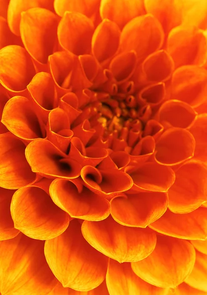 Αφηρημένη λουλούδι — Φωτογραφία Αρχείου