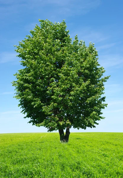 stock image Tree on meadow