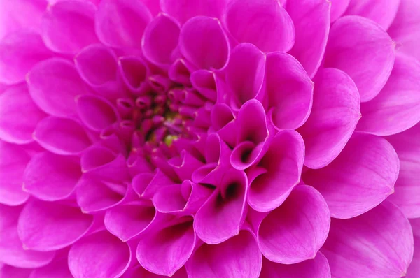 Soyut çiçek — Stok fotoğraf