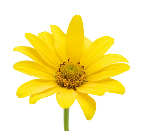 Flor de margarita amarilla —  Fotos de Stock