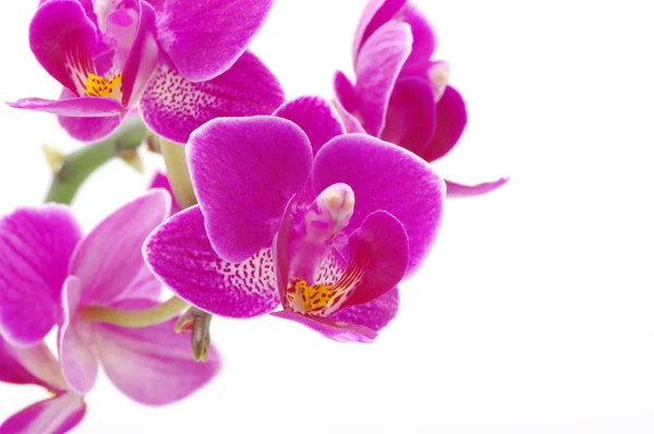 stock image Pink orchid