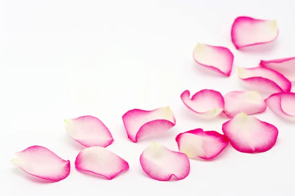 Рожеві пелюстки троянди — стокове фото
