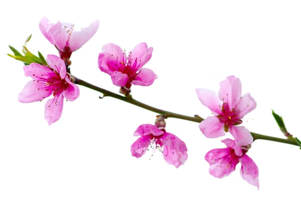 Rosafarbene Blüten — Stockfoto