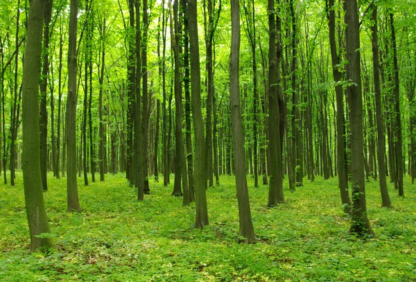 Forêt verte Photo De Stock