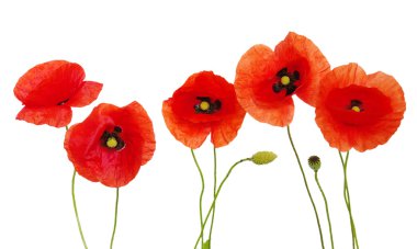 Red poppies clipart