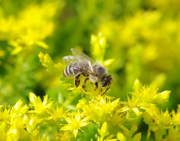 Bee on flower — Stock Photo, Image