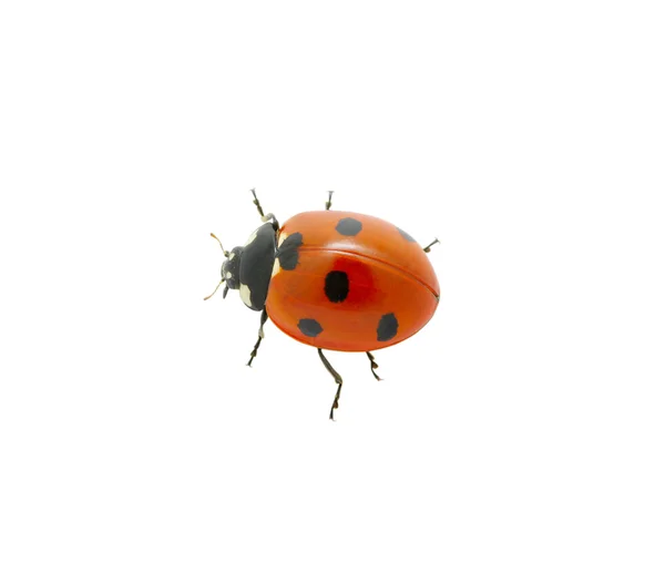 红瓢虫 — 图库照片