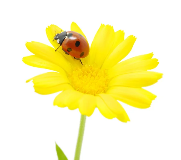 stock image Ladybug