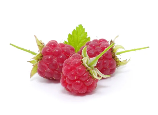 stock image Raspberry