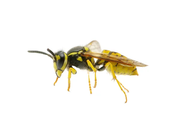 Wasp beyaz — Stok fotoğraf