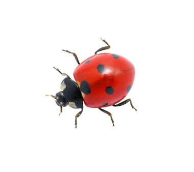 Ladybug on white clipart