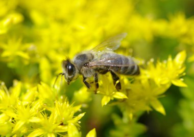 Bee on flower clipart