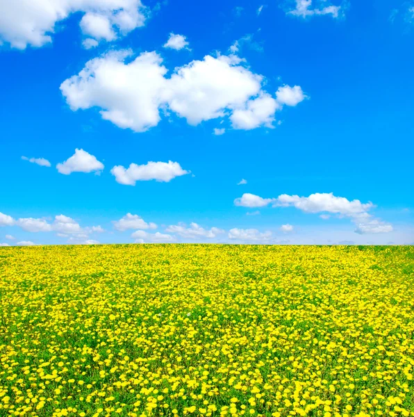 Diente de león amarillo — Foto de Stock