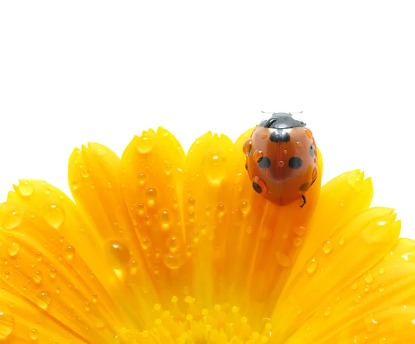 Mariquita. —  Fotos de Stock