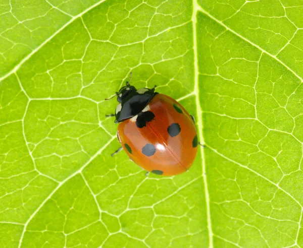 Coccinella — Foto Stock