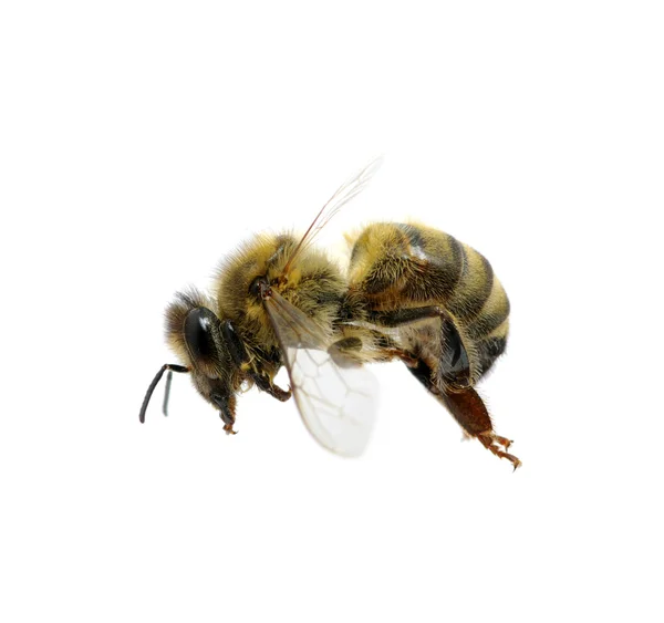 Méhek a fehér — Stock Fotó