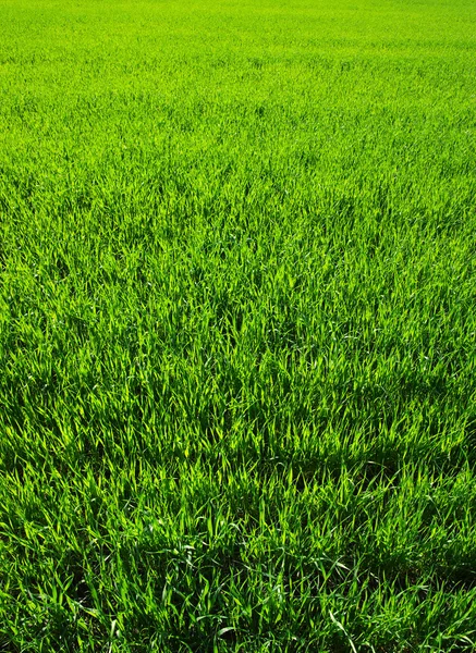 纹理绿色草坪 — 图库照片